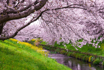 桜並木のピンク背景