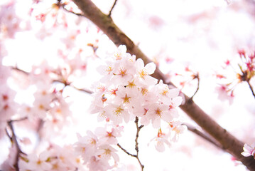 桜のピンク背景