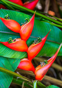 Red Flowers Hanging Lobster Claws Fairchild Garden Coral Gables Florida