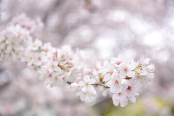 Fototapeta premium 桜のピンク背景