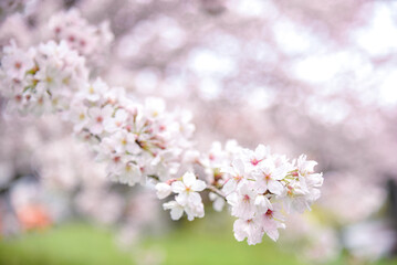 桜のピンク背景