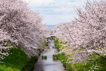 フォトインフォト-桜-