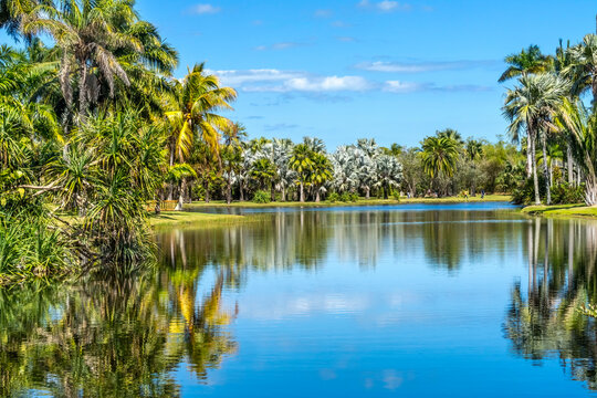 Palm Trees Reflection Fairchild Garden Coral Gables Florida