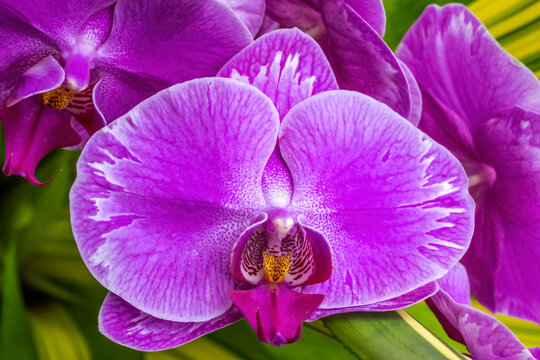 Pink Moth Orchids Flowers Florida
