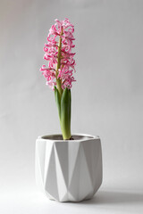 Pink blooming hyacinth in a pot