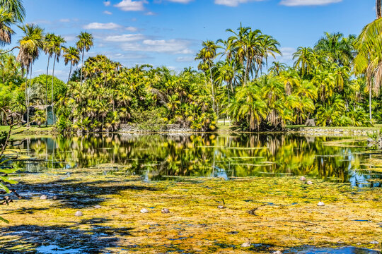Palm Trees Coconuts Lake Reflection Fairchild Garden Coral Gables Florida
