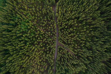 aerial view aerial green forest scenery natural scenery and roads that intersect concept of adventure travel and transportation.