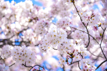 Obraz premium 桜のピンク背景