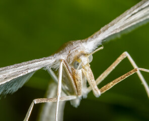 Macrophotography of a White Plume Moth (Pterophorus pentadactyla) with natural green background. Extremely close-up portrait and details.