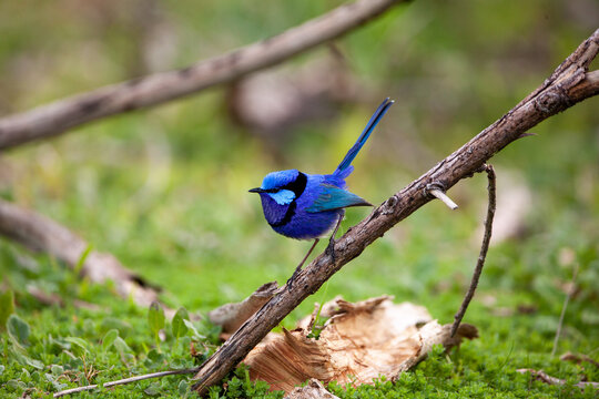 splendid fairy wren