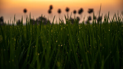 rice with dew drops, Oryza sativa, commonly known as Asian rice, is the plant species most commonly referred to in English as rice.