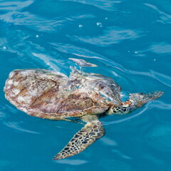 Fototapeta premium tortue