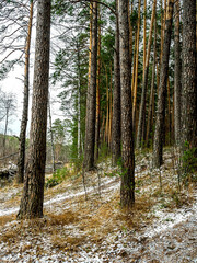 Fototapeta premium pine forest in the middle Urals at the beginning of winter