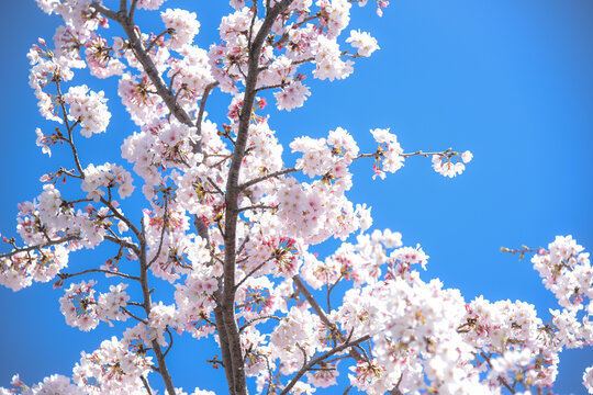 桜のピンク背景-青空-