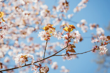 Beautiful Pink Sakura flowers, cherry blossom during springtime.sakura tree full in blooming pink flowers in spring in a picturesque garden. Branches of the tree over sunny blue sky.