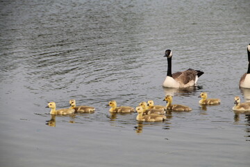 canadian geese swimming, William Hawrelak Park, Edmonton, Alberta