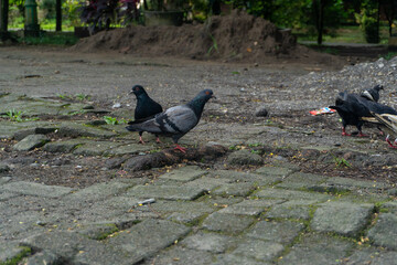 Wild pigeons congregate in residential areas