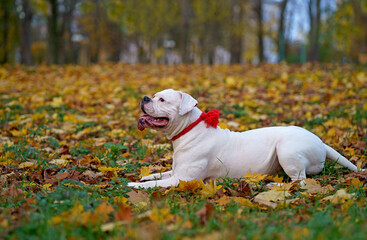 Funny happy cute dog breed american bulldog plays in the park. Orange golden autumn concept.