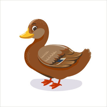 Vector illustration of a female mallard duck isolated on a white background.