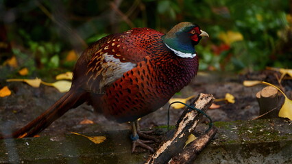wild pheasant 
 beautiful wild pheasant