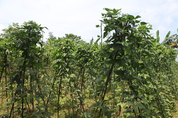 Long beans thrive and start to bear fruit with the help of bamboo slats to support them up and vines