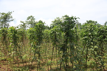 Long beans thrive and start to bear fruit with the help of bamboo slats to support them up and vines
