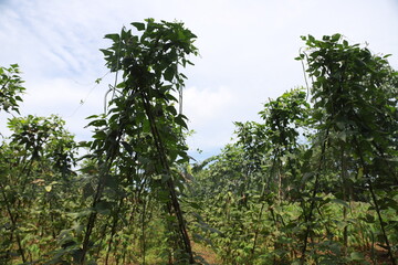 Fototapeta premium Long beans thrive and start to bear fruit with the help of bamboo slats to support them up and vines