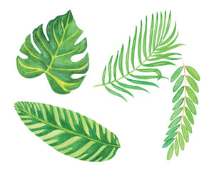 Watercolor Tropical Leaves Set, Exotic Palm Leaves Illustration
