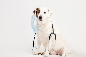 White dog on a light background with a stethoscope around his neck.With a mask on his ear . Animal treatment concept, medicine . Banner with space for text .