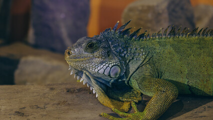 iguana in the zoo