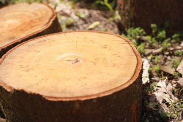 some parts of a large tree that has been cut into pieces to be used as cutting boards and firewood © Janwar