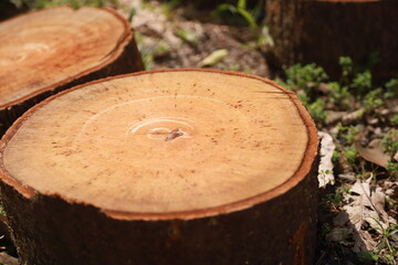 some parts of a large tree that has been cut into pieces to be used as cutting boards and firewood © Janwar