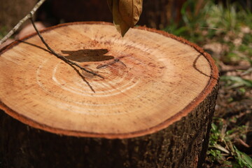 some parts of a large tree that has been cut into pieces to be used as cutting boards and firewood © Janwar