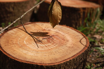 some parts of a large tree that has been cut into pieces to be used as cutting boards and firewood © Janwar
