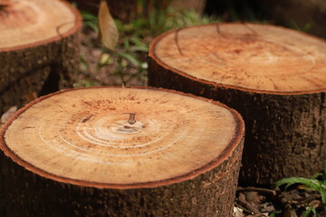 some parts of a large tree that has been cut into pieces to be used as cutting boards and firewood © Janwar