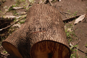 some parts of a large tree that has been cut into pieces to be used as cutting boards and firewood © Janwar