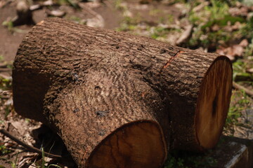 some parts of a large tree that has been cut into pieces to be used as cutting boards and firewood - obrazy, fototapety, plakaty