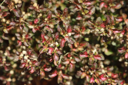 Alternanthera ficoidea red or krokot merah kriminil is a flower with reddish green leaves which is often used as an ornamental plant.