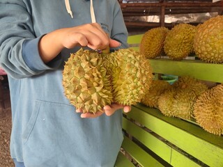 farmer harvesting corn, Durian, many durians on the shelf  have strong thorns  It is a fruit...
