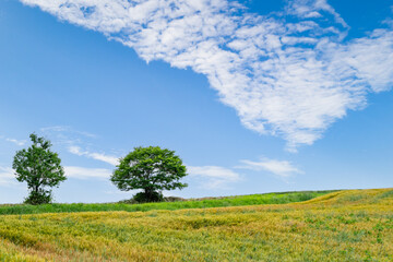 Fototapeta na wymiar 美瑛らしい丘と木と青空の風景、北海道