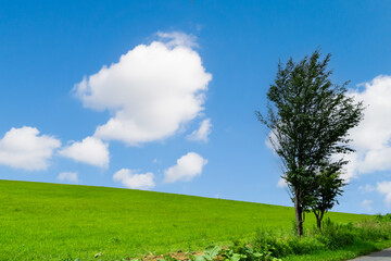Fototapeta na wymiar 美瑛らしい丘と木と青空の風景、北海道