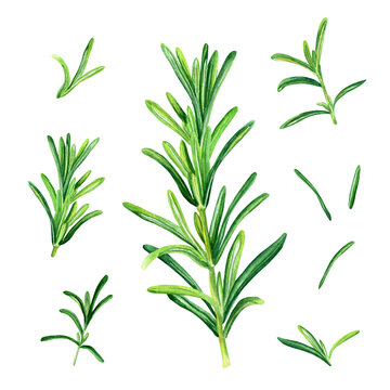 Rosemary herb set. Botanical watercolor illustration isolated on white background