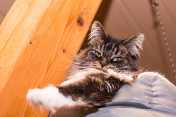 fluffy maine coon cat lies in its bed and stretches out one paw