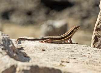 Blue-tailed skink lizard on a rock in garden