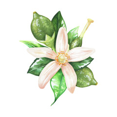 Fototapeta na wymiar Composition of white flower with limes. Unripe lemon, citrus growth stages. Watercolor botanical illustration. Isolated on a white background. For design nature prints on dishes, perfume packaging