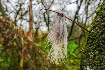 single wet feather with lot of raindrops after rain