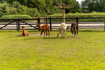 Four different colored alpacas on a green grass meadow. Wooden fence in the background. Curious funny animals on meadow, wear a halter. Four animals, animal themes