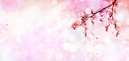 Sakura pink blossoms close up. Blooming cherry tree. Spring floral background.  Place for text. Panoramic format