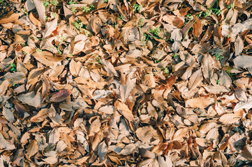 落ち葉　枯葉　素材　イメージ
