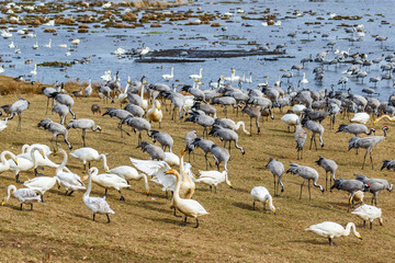 Beach meadow with resting flocks of Whooper swans and Cranes
